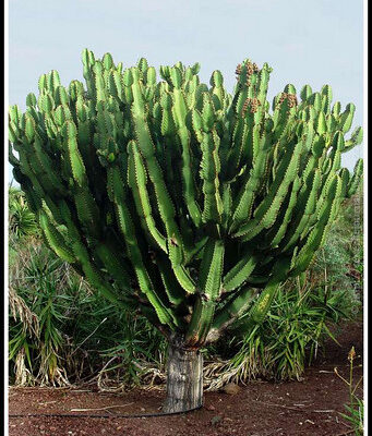 EUPHORBIA MAURITANICA (PENCIL MILKBUSH) 15CM POT