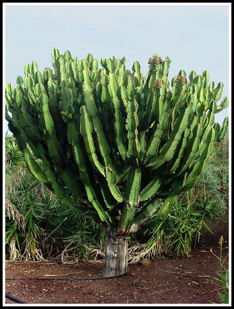 EUPHORBIA MAURITANICA (PENCIL MILKBUSH) 15CM POT