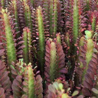 EUPHORBIA TRIGONA RED 10LT