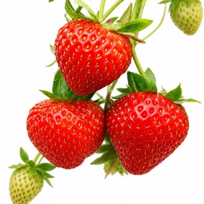 FRAGARIA (EDIBLE STRAWBERRY) 15CM POT