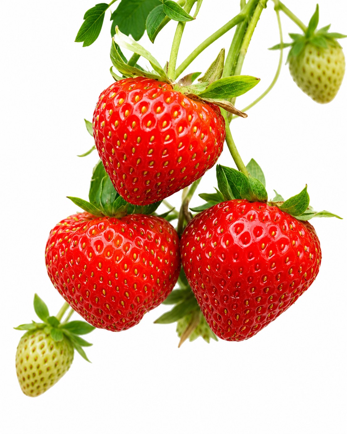 FRAGARIA (EDIBLE STRAWBERRY) 15CM POT