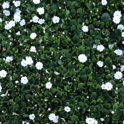 FALKIA REPENS 1LT