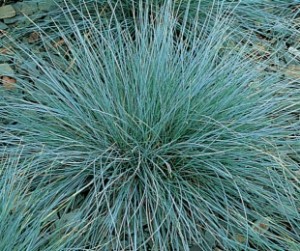 FESTUCA GLAUCA (GREY) 1LT