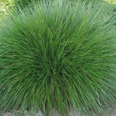 FESTUCA SCOPARIA (GREEN) 1LT