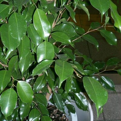 FICUS BENJAMINA STANDARD 1OLT