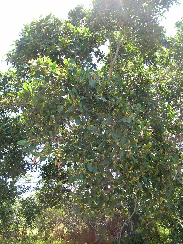 FICUS MICROCARPA 2.5LT