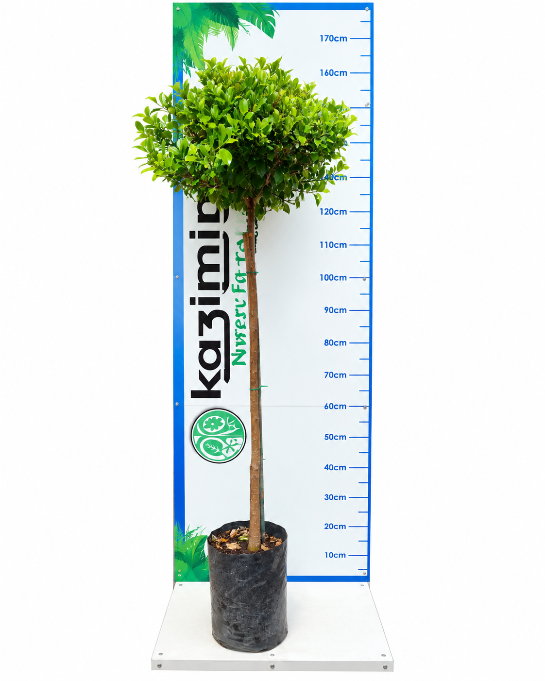 FICUS MICROCARPA STANDARD 20LT