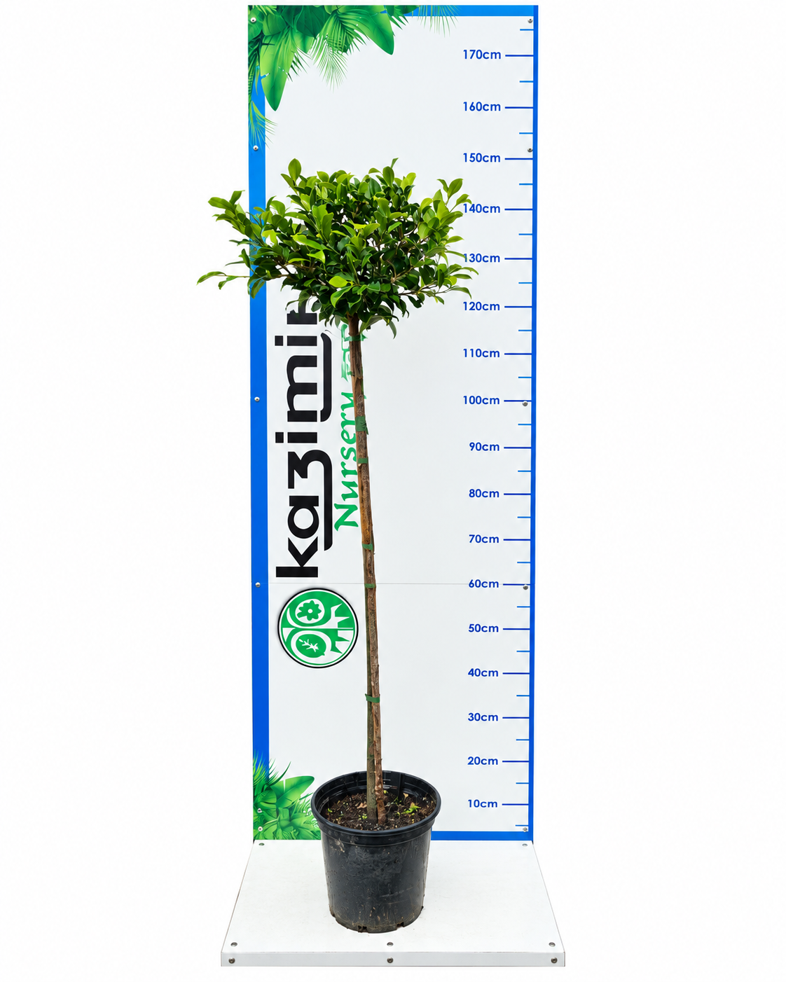 FICUS MICROCARPA STANDARD 1OLT