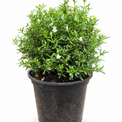 FREYLINIA TROPICA WHITE BALL 1OLT