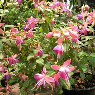 FUCHSIA 15CM POT