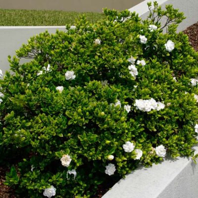 GARDENIA BELMONT 1OLT
