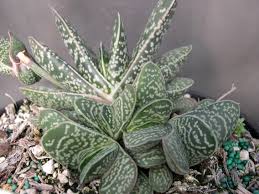 GASTERIA VARIOUS 15CM POT