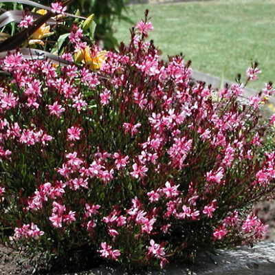 GAURA DARK PINK 2.5LT