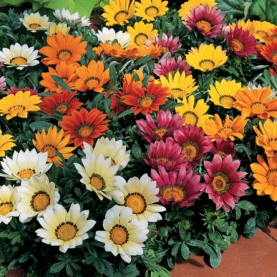 GAZANIA VARIOUS 1LT