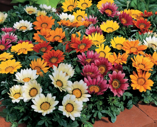 GAZANIA VARIOUS 1LT