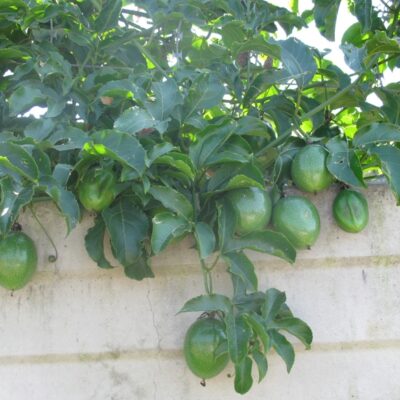 GRANADILLA 1OLT