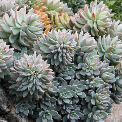 GRAPTOSEDUM DARLEY SUNSHINE 15CM POT