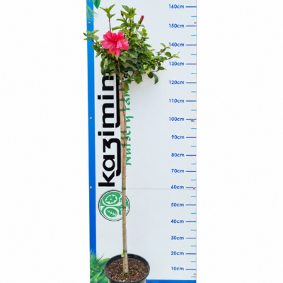 HIBISCUS SINENSIS STANDARD 1OLT