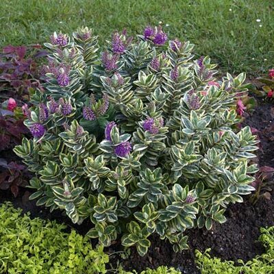 HEBE FRANCISCANA VARIEGATA 2.5LT