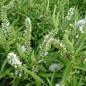 HEBE SNOWDRIFT 15CM POT