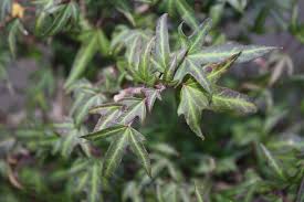 HEDERA CITY OF ROCHESTER (SMALL LEAF GREEN) 1LT
