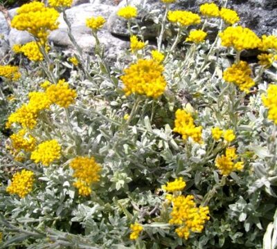 HELICHRYSUM CYMOSUM 2.5LT