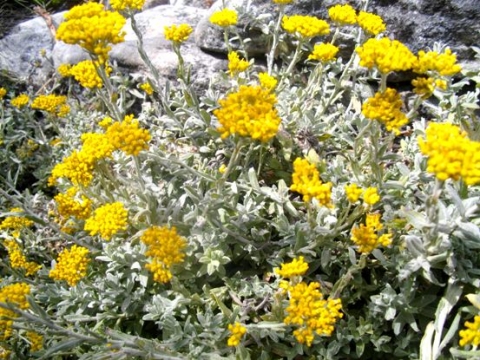 HELICHRYSUM CYMOSUM 2.5LT