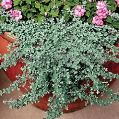 HELICHRYSUM SPLENDIDUM 2.5LT