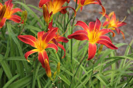 HEMEROCALLIS VARIOUS 2.5LT