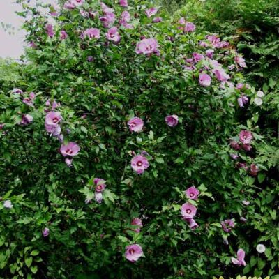 HIBISCUS SYRIACUS 1OLT