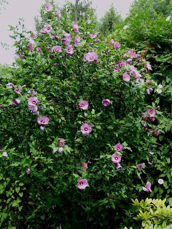 HIBISCUS SYRIACUS 1OLT