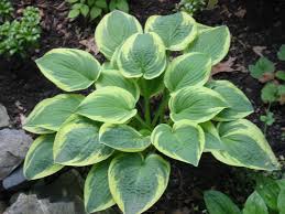 HOSTA 15CM POT