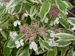 HYDRANGEA VARIEGATA 2.5LT