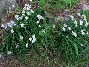 IPHEION UNIFLORUM SPRING STAR 2.5LT