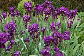 IRIS VARIOUS 2.5LT