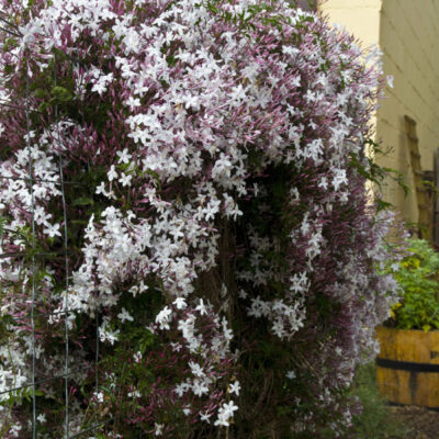 JASMINUM POLYANTHUM 1OLT