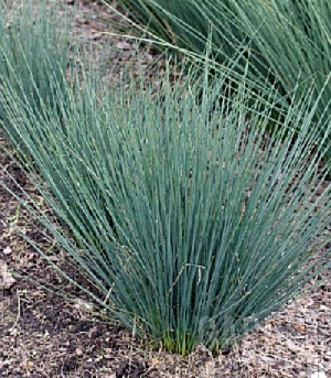 JUNCUS BLUE ARROW 1LT
