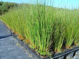JUNCUS KRAUSSII 1LT