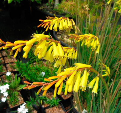 KNIPHOFIA PAUCIFLORA YELLOW (MINIATURE) 2.5LT