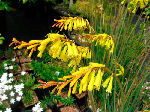 KNIPHOFIA PAUCIFLORA YELLOW (MINIATURE) 2.5LT