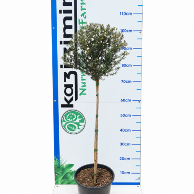 LEPTOSPERMUM WHITE STANDARD 1OLT