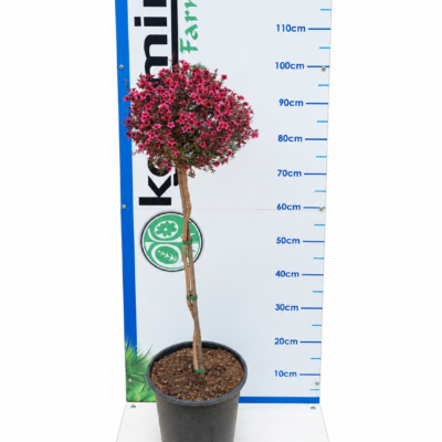 LEPTOSPERMUM CHERRY BRANDY (DWARF RED) STANDARD 1OLT