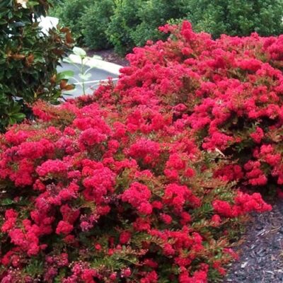 LAGERSTROEMIA DWARF VARIOUS 1OLT