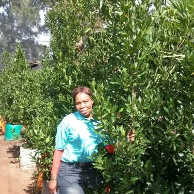 LAURUS NOBILIS 100LT