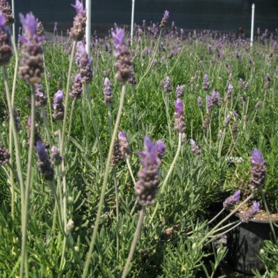 LAVANDULA DENTATA  (GREEN OR GREY) 15CM POT