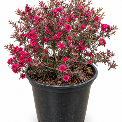 LEPTOSPERMUM BIG RED BALL 1OLT