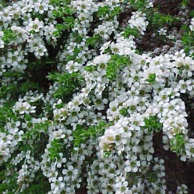 LEPTOSPERMUM WHITE 1OLT