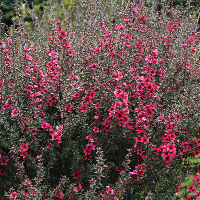 LEPTOSPERMUM BIG RED 1OLT