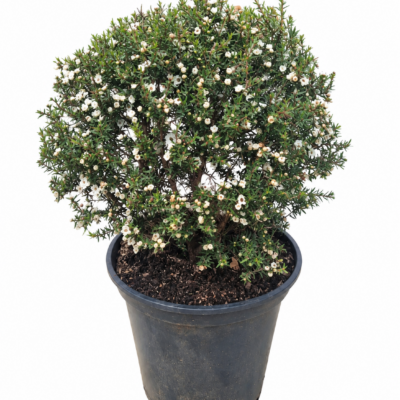 LEPTOSPERMUM WHITE BALL 1OLT