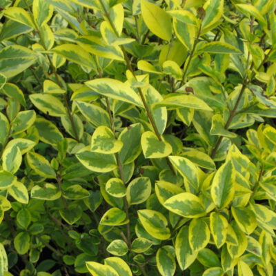 LIGUSTRUM OVALIFOLIUM AUREUM 2.5LT